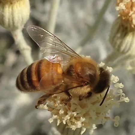 Il Nettare Bauernhof
