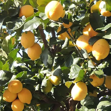 Il Nettare Farm stay Riomaggiore